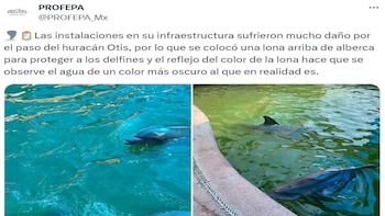 PROFEPA delfines Acapulco
