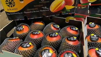 La competencia del mango sudafricano