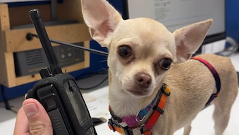 Recuperan a Saky, una chihuahua robada en Badalona y vendida a otra persona, tras ser reconocida por una vecina: “Mi niña ya está en casa”