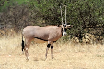 Un gemsbok adulto de color gris claro, vientre blanco y marcas negras en la cara, pecho y patas, parado en un campo de pasto seco frente a arbustos verdes