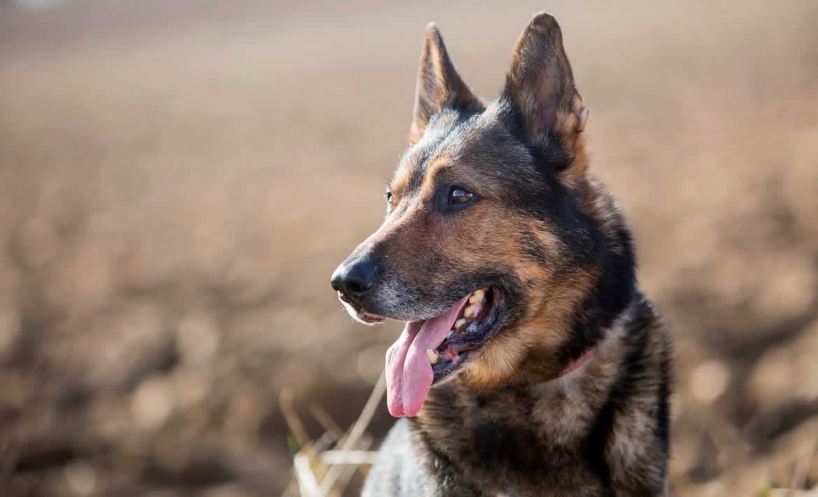 Tribunal Supremo falla a favor de hombre que perdió dedo por mordedura de perro