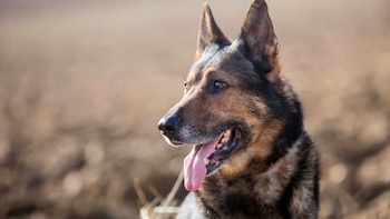 Un hombre pierde un dedo