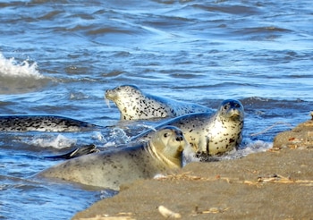 La destrucción de sus hábitats
