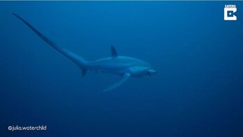 29/03/2021 ¿Alguna vez habías visto