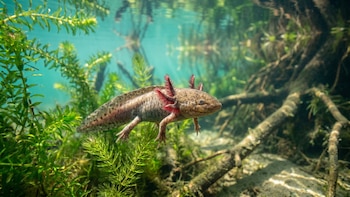 5 factores que ponen al ajolote al borde de la extinción en vida salvaje en la Ciudad de México