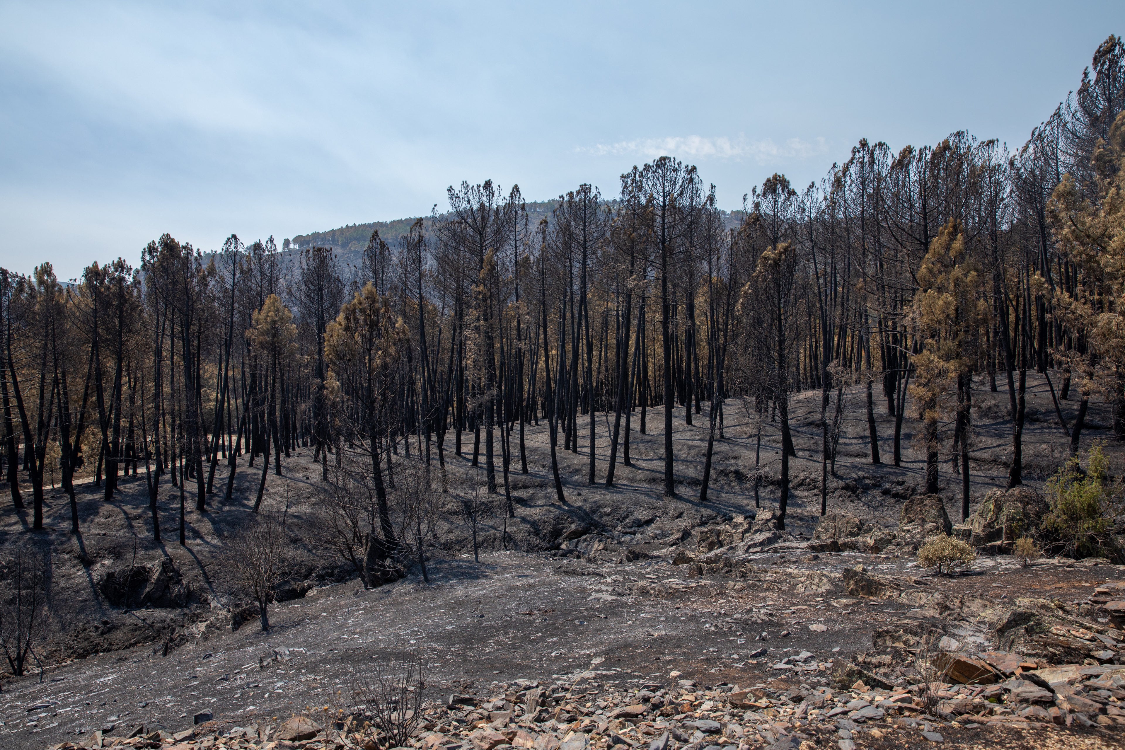 Zona calcinada por el incendio de La Mierla. (Juanma Jiménez/Europa Press)