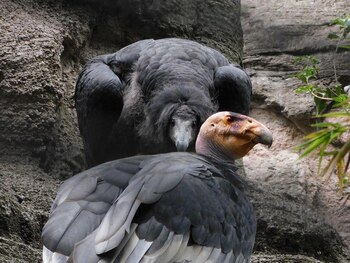 Las crías que serán trasladadas