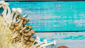 Hongos adaptogenos suplementos