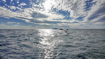 Cada año, miles de ballenas jorobadas migran desde las frías aguas de la Antártida y el sur de Chile hacia las aguas cálidas del Pacífico colombiano.