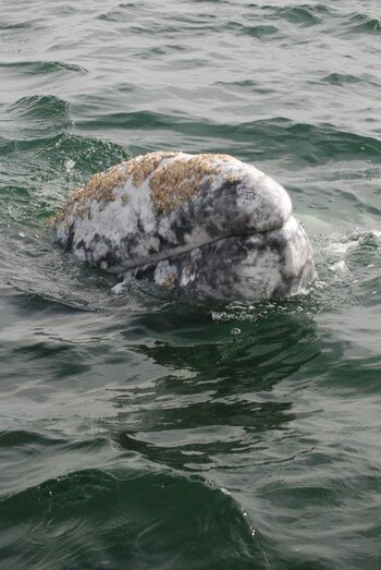 Además, los prestadores de servicios