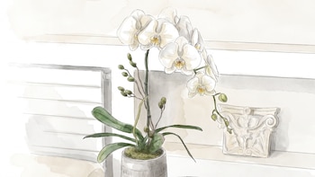 ¿Con qué frecuencia florecen las orquídeas? Consejos para repetir el ciclo y renovar su esplendor
