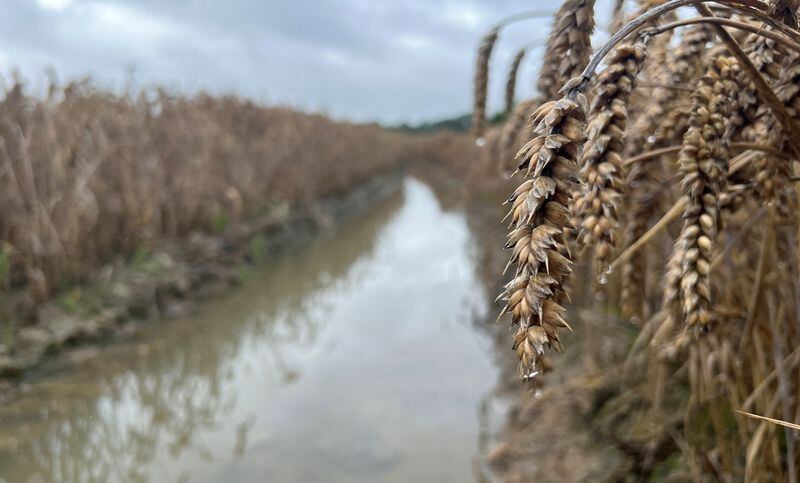 La medida alcanza a explotaciones con pérdidas superiores al 50%. REUTERS/Stephane Nitschke/Archivo