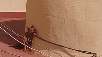 Una mujer acepta un año de cárcel por la muerte de un perro atado varios días en una azotea al sol