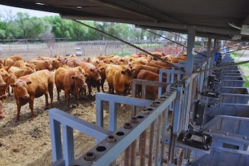Comederos inteligentes: estas herramientas miden con precisión cuánto alimento consume cada animal y generan datos valiosos sobre sus patrones de alimentación