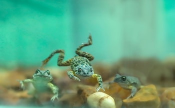 La rana patagónica (Atelognathus patagonicus)