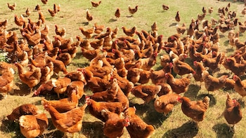 Más gallinas que habitantes: los vecinos de un pueblo de Almería rechazan una granja de casi 40.000 aves por el consumo de agua, el ruido y los olores