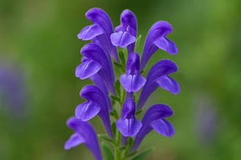 Científicos de la UNESP y