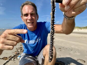 Científicos recomiendan usar vinagre blanco