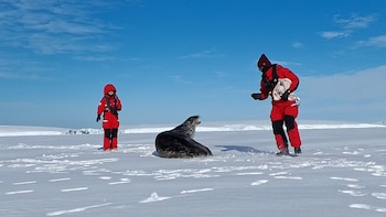 Se buscan focas para hacer