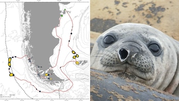 El mapa que revela las rutas desconocidas de los elefantes marinos entre Chile y Argentina