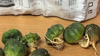 Profepa descubre cactus en peligro de extinción y tarántula en paquetes etiquetados como “maquillaje”. (Foto: Profepa)