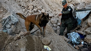 Togo y Mago: los perros que guiaron la búsqueda entre los escombros de la tragedia en Honduras