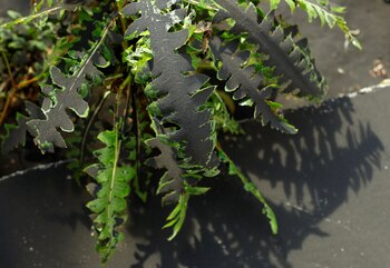 Ceniza volcánica cubre una planta