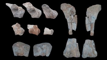 Su cuello grueso, pecho amplio