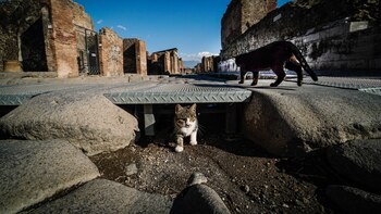 Los gatos domésticos en libertad