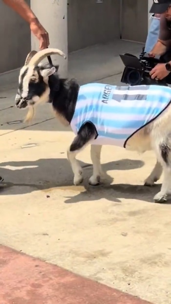 Jameis Winston vistió una cabra con la camiseta de Argentina, en referencia a Lionel Messi