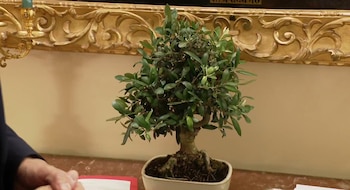 El ejemplar de bonsái de olivo que ha regalado el presidente del Gobierno, Pedro Sánchez, al papa León XIV. (X)