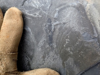 Joeseph Moysiuk descubre un ejemplar