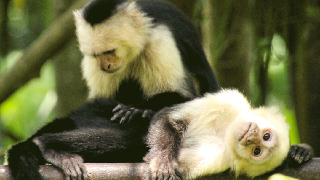 La mayoría de los ingresos de fauna al hospital especializado costarricense responde a causas antropogénicas, especialmente la tenencia de especies silvestres en hogares. (Foto cortesía Rescate Wildlife Rescue Center)