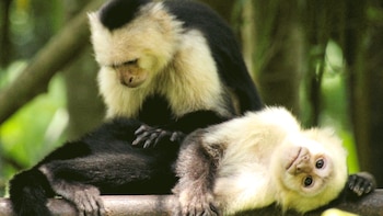 La mayoría de los ingresos