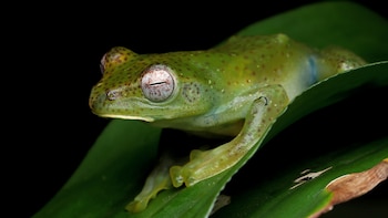 Algunos animales están genéticamente programados