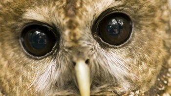 Funcionarios planean eliminar a 450,000