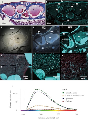 Una serie de paneles científicos muestran microfotografías de tejido de salamandra con tinción y fluorescencia, junto a un gráfico de intensidad lumínica