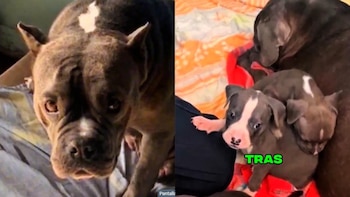 Rescatan a perritas embarazadas y