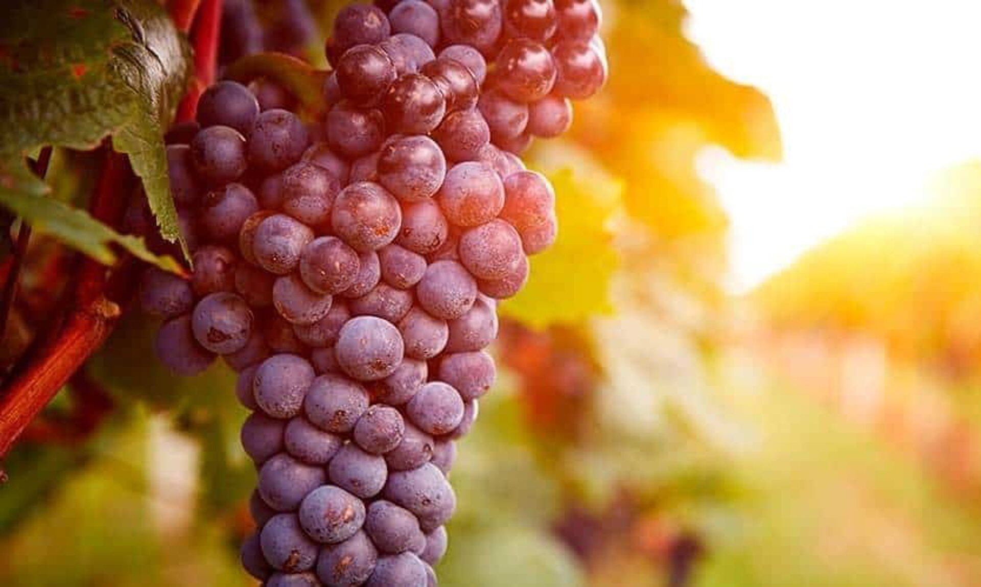 Los taninos firmes y la frescura son claves en los grandes Cabernet Sauvignon de Argentina