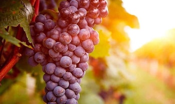 Los taninos firmes y la