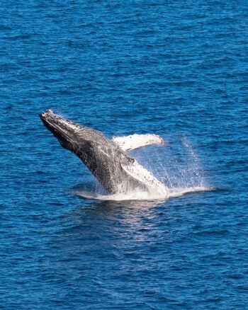 Un aspecto común que se