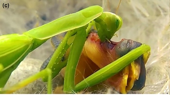 La mantis religiosa suele utilizar