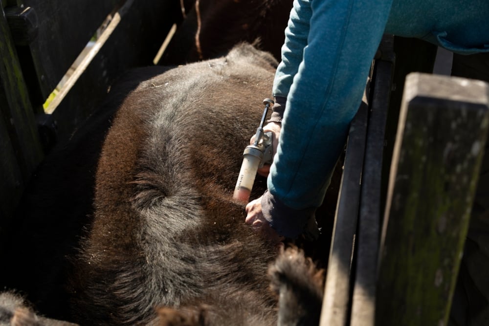 SENASA recomienda a los productores mantener al día la vacunación de bovinos y equinos en las zonas consideradas de riesgo. (Foto: Shutterstock)