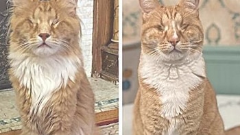Descubren por primera vez el síndrome de Marfan en gatos: el caso de los hermanos Gary y Shaggy