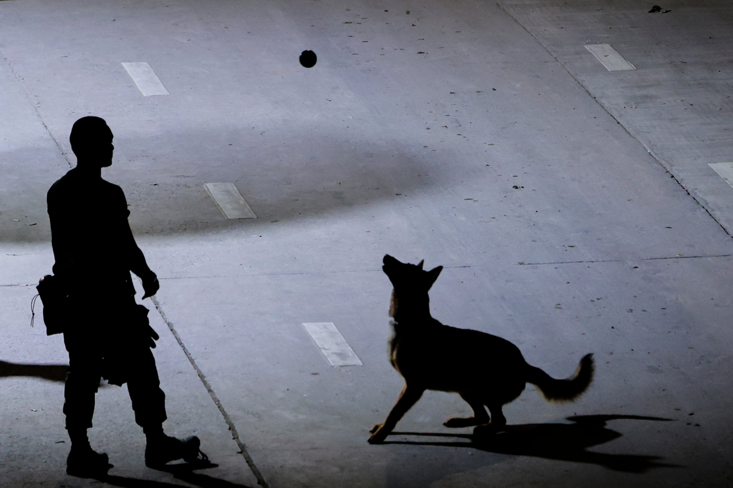 Los guardianes de cuatro patas que blindan el AIFA: así opera la Compañía Canina del Ejército