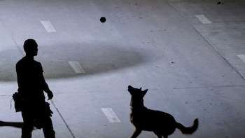 Los guardianes de cuatro patas que blindan el AIFA: así opera la Compañía Canina del Ejército