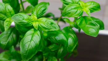 Las 5 claves para que tu albahaca crezca fuerte, huela bien y tenga mucho sabor
