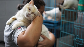 Una gata se reencuentra con su dueña después de estar cinco años desaparecida: “Estamos en estado de shock”
