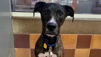 La familia argumentó que cambiarían