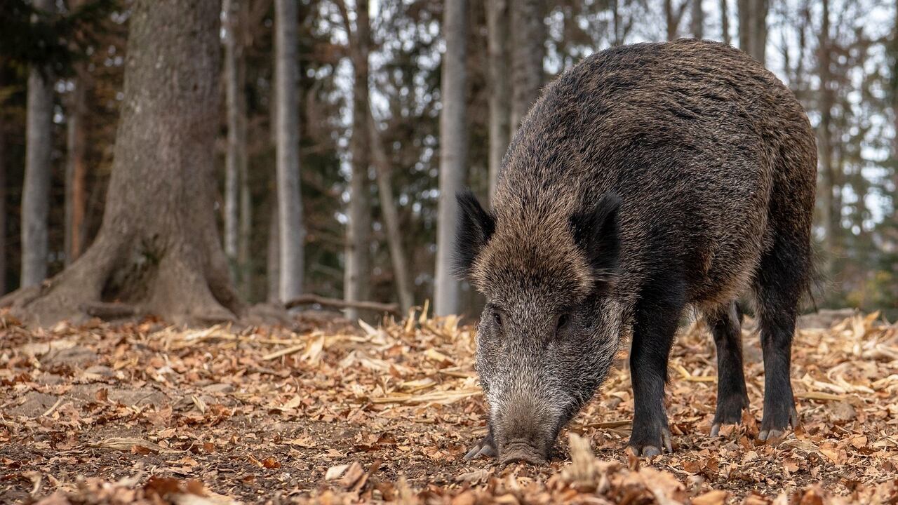 Un jabalí en la montaña (Ministerio de Agricultura)